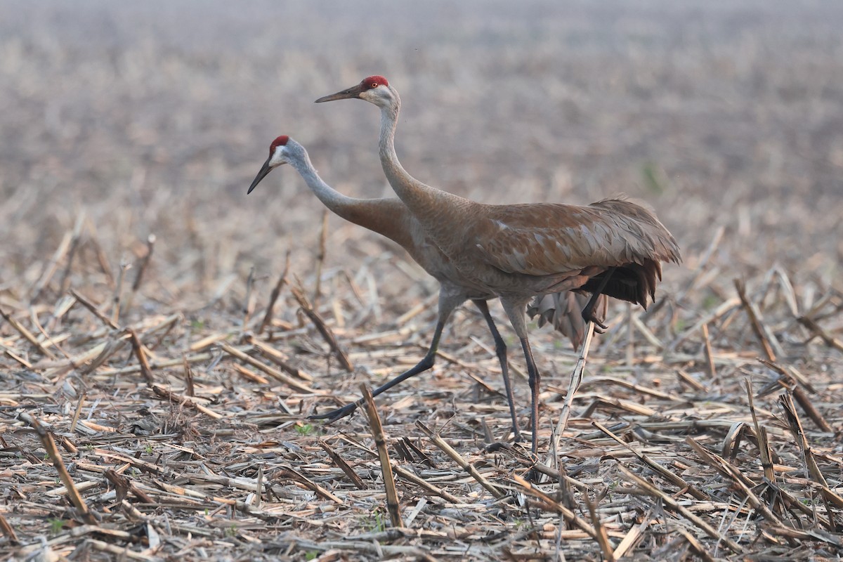 Sandhill Crane - ML620725214