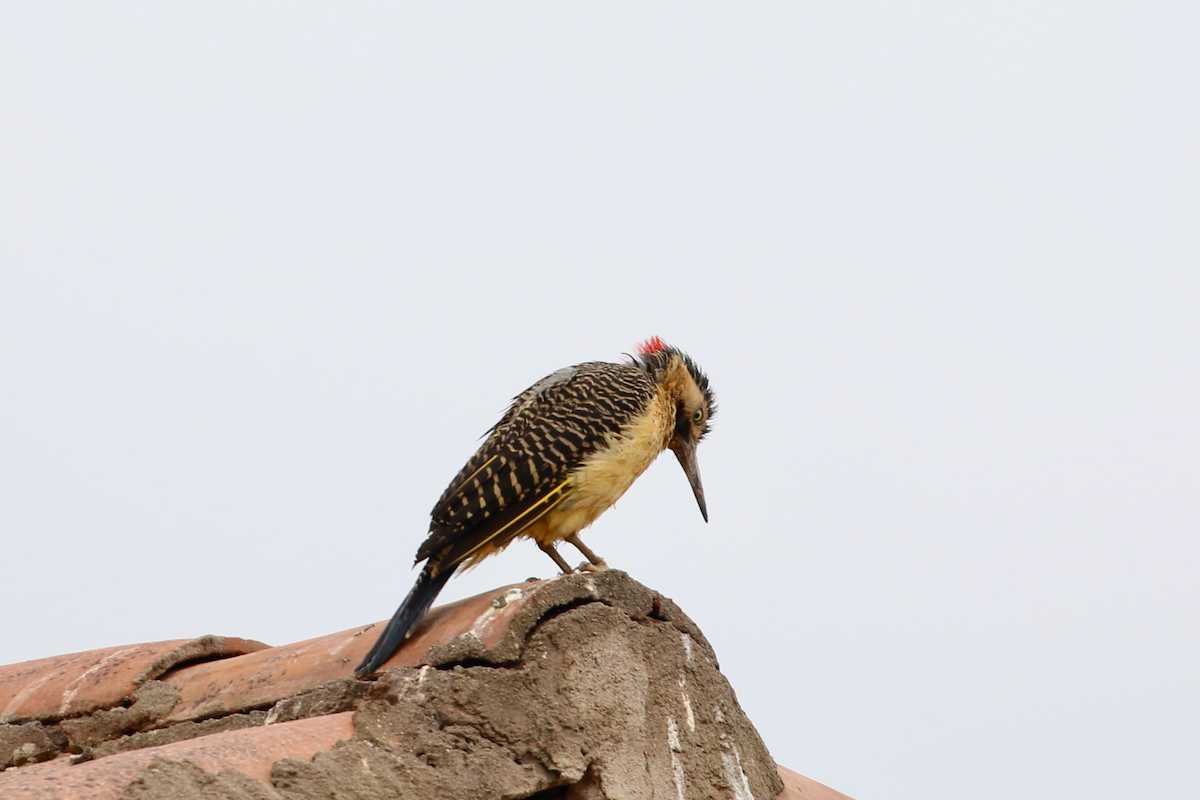 Andean Flicker - ML620725216