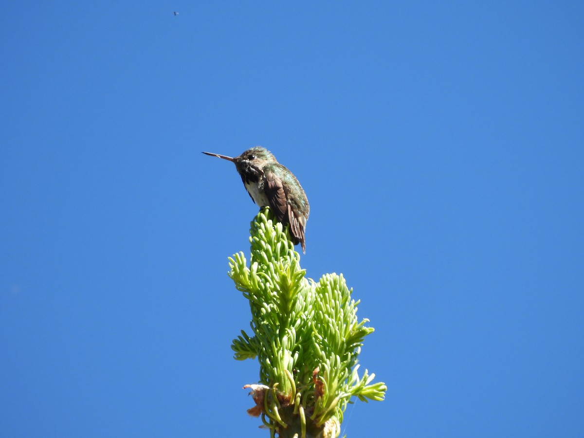 Calliope Hummingbird - ML620725225