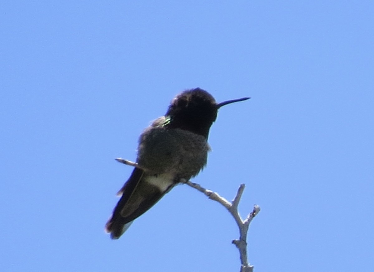 hummingbird sp. - ML620725229