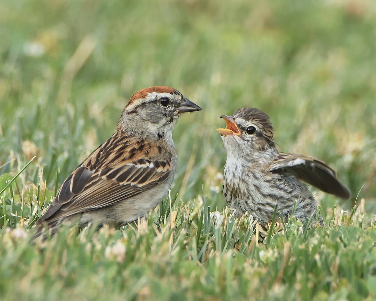 Chipping Sparrow - ML620725232