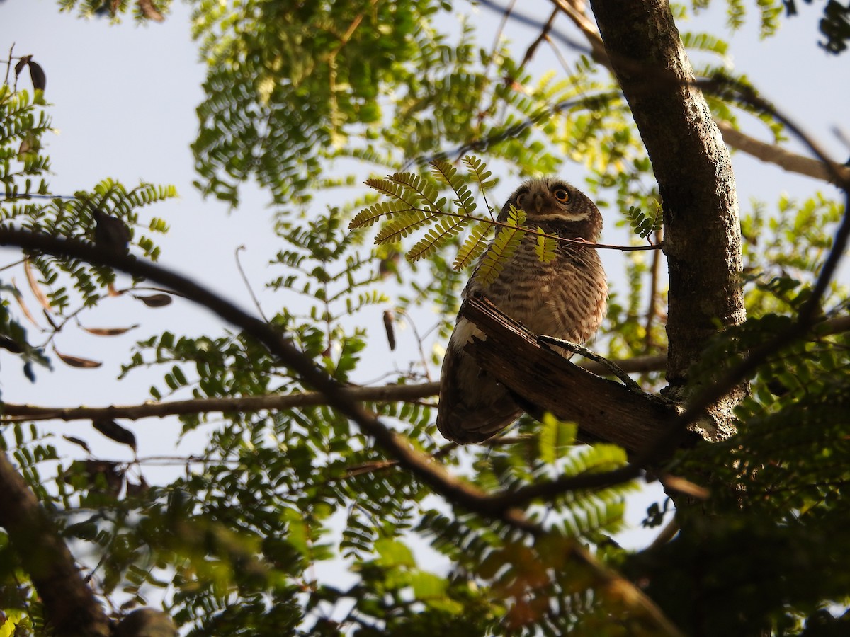 Spotted Owlet - ML620725234