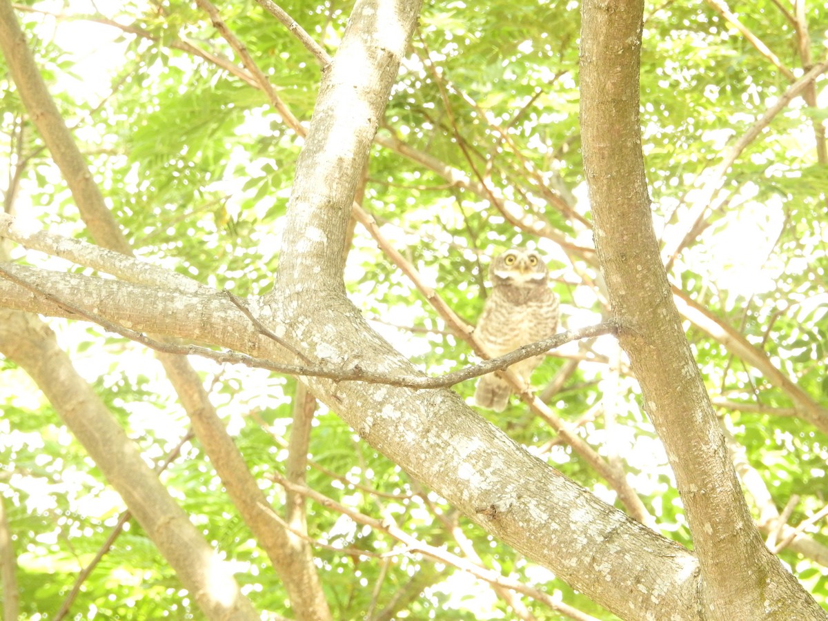 Spotted Owlet - ML620725235