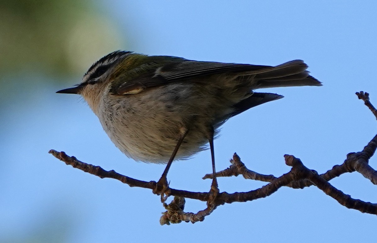 Common Firecrest - ML620725248