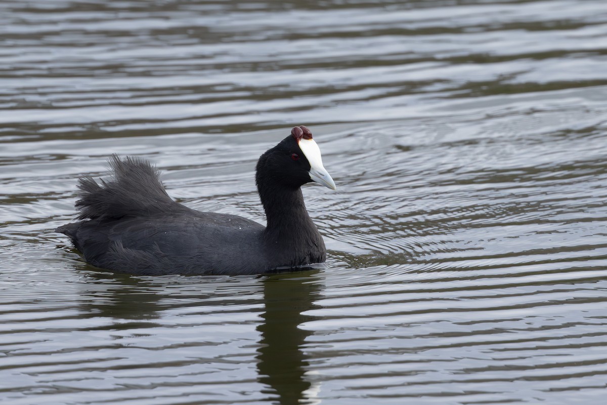 Red-knobbed Coot - ML620725249
