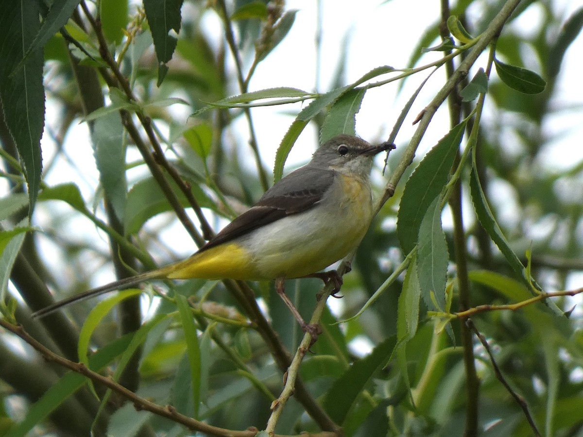 Gray Wagtail - ML620725251