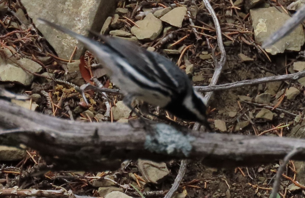 Black-throated Gray Warbler - ML620725252