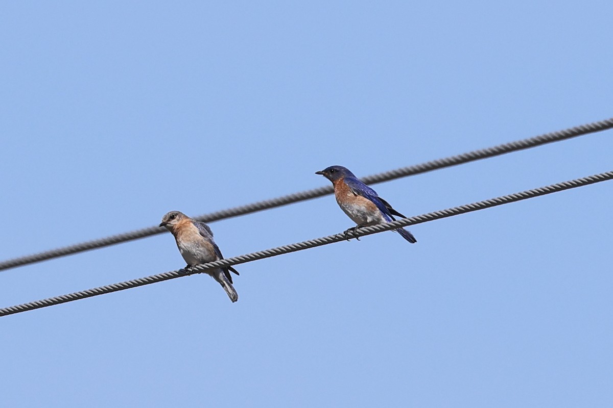 Eastern Bluebird - ML620725255