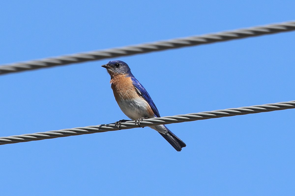 Eastern Bluebird - Darcy Pinotti