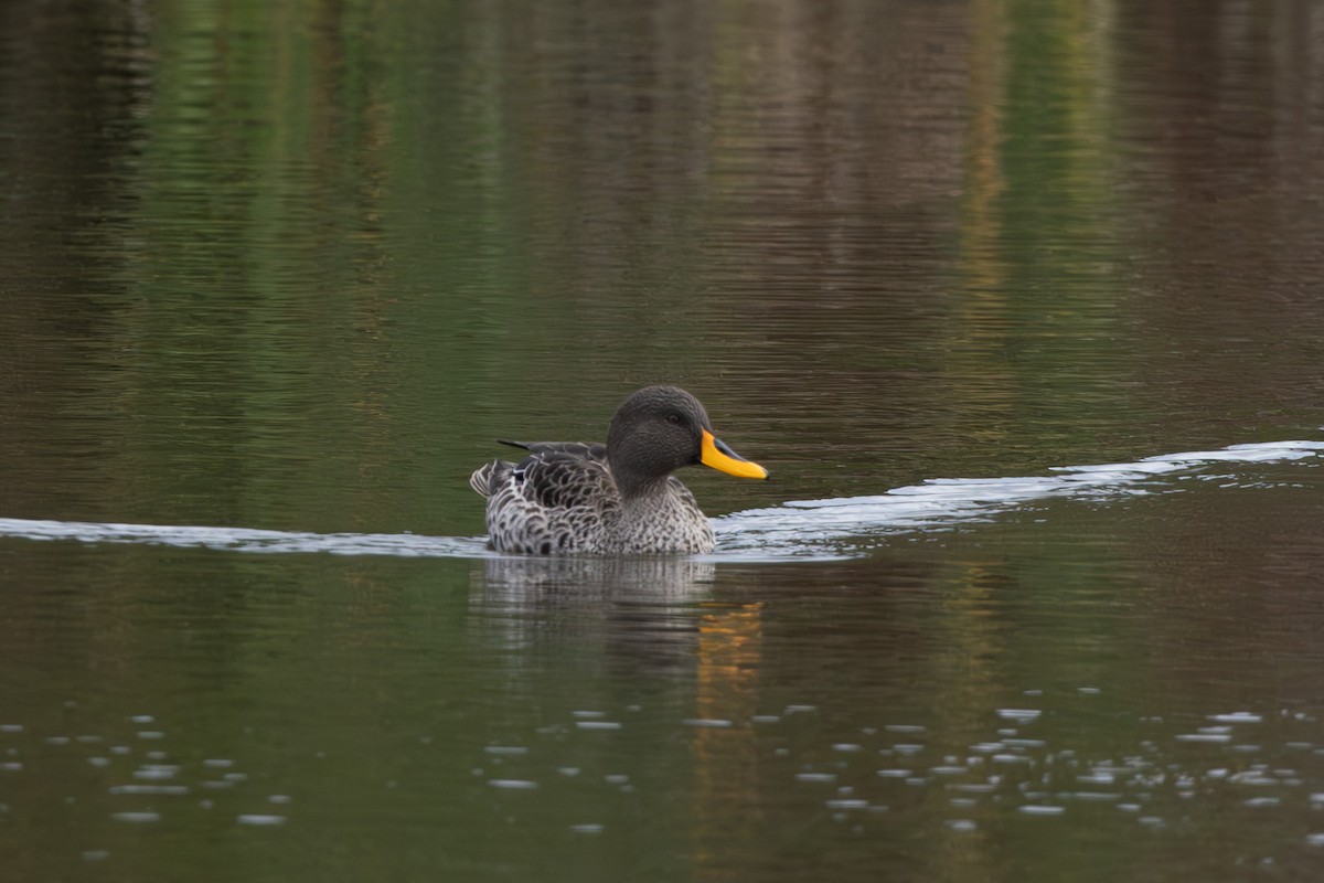 Yellow-billed Duck - ML620725257