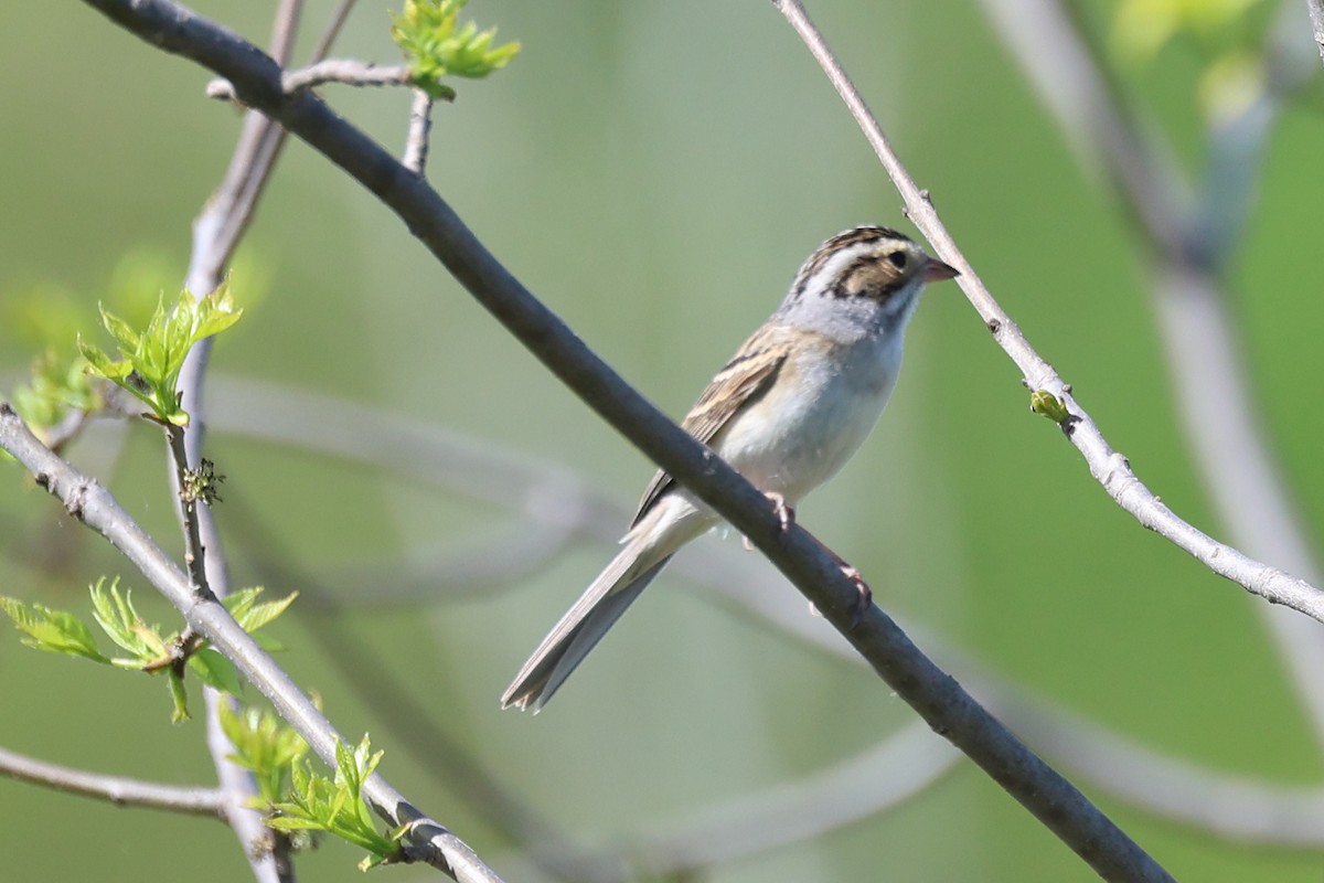 Clay-colored Sparrow - ML620725262