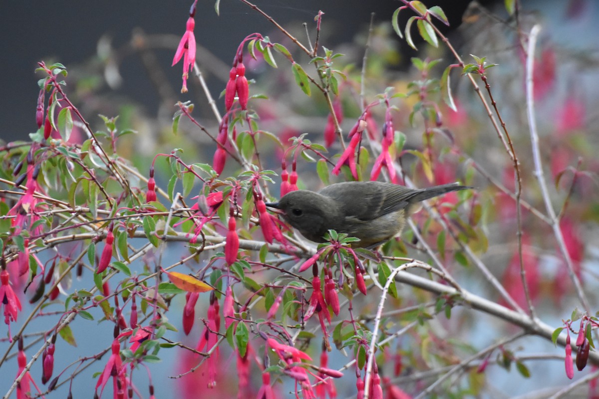 Slaty Flowerpiercer - ML620725266