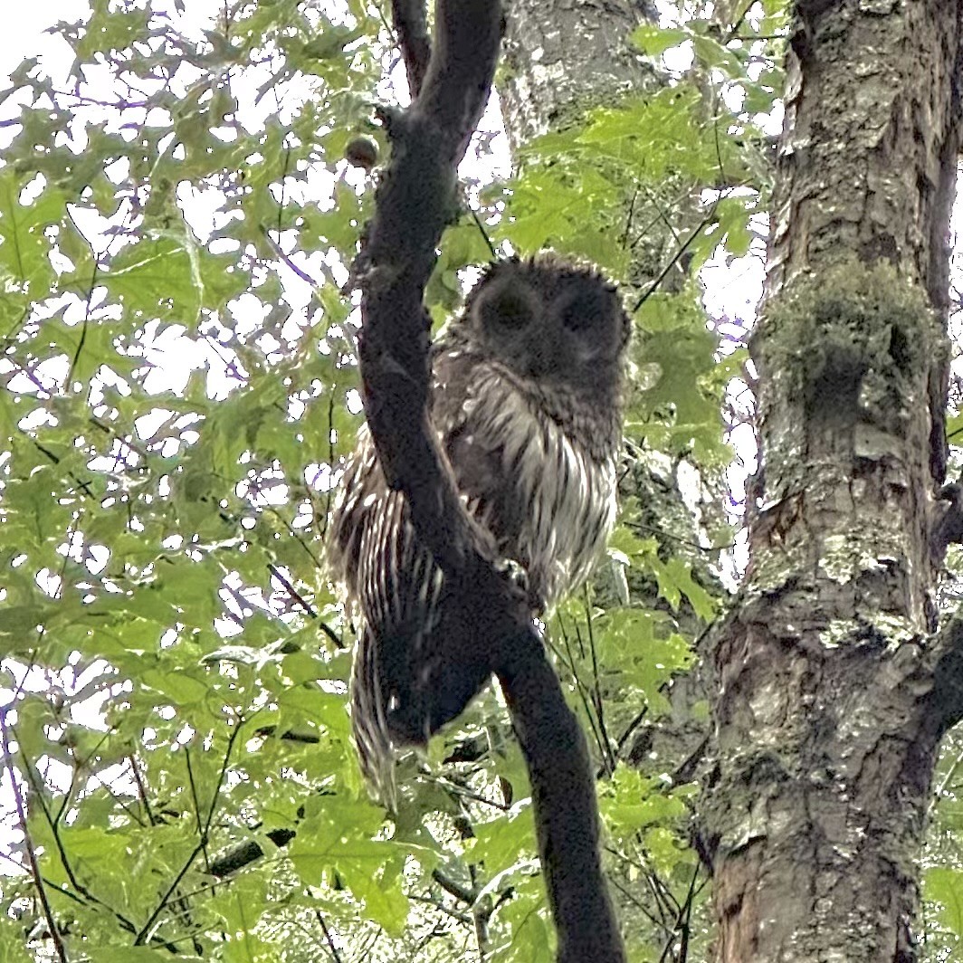 Barred Owl - ML620725267