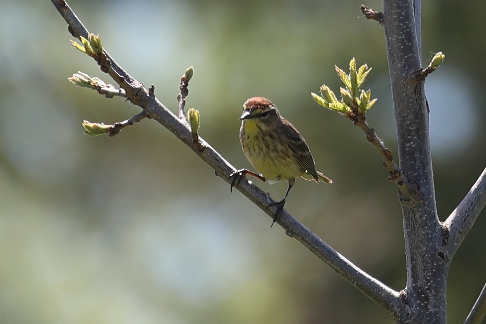 Paruline à couronne rousse - ML620725268