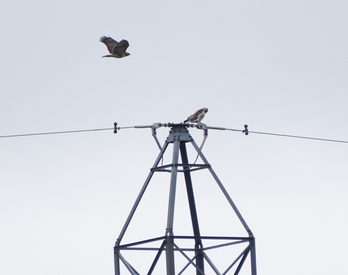 Red-tailed Hawk - ML620725272