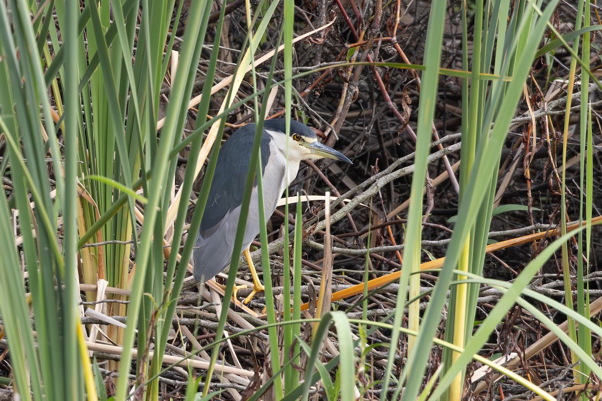 Black-crowned Night Heron - ML620725279