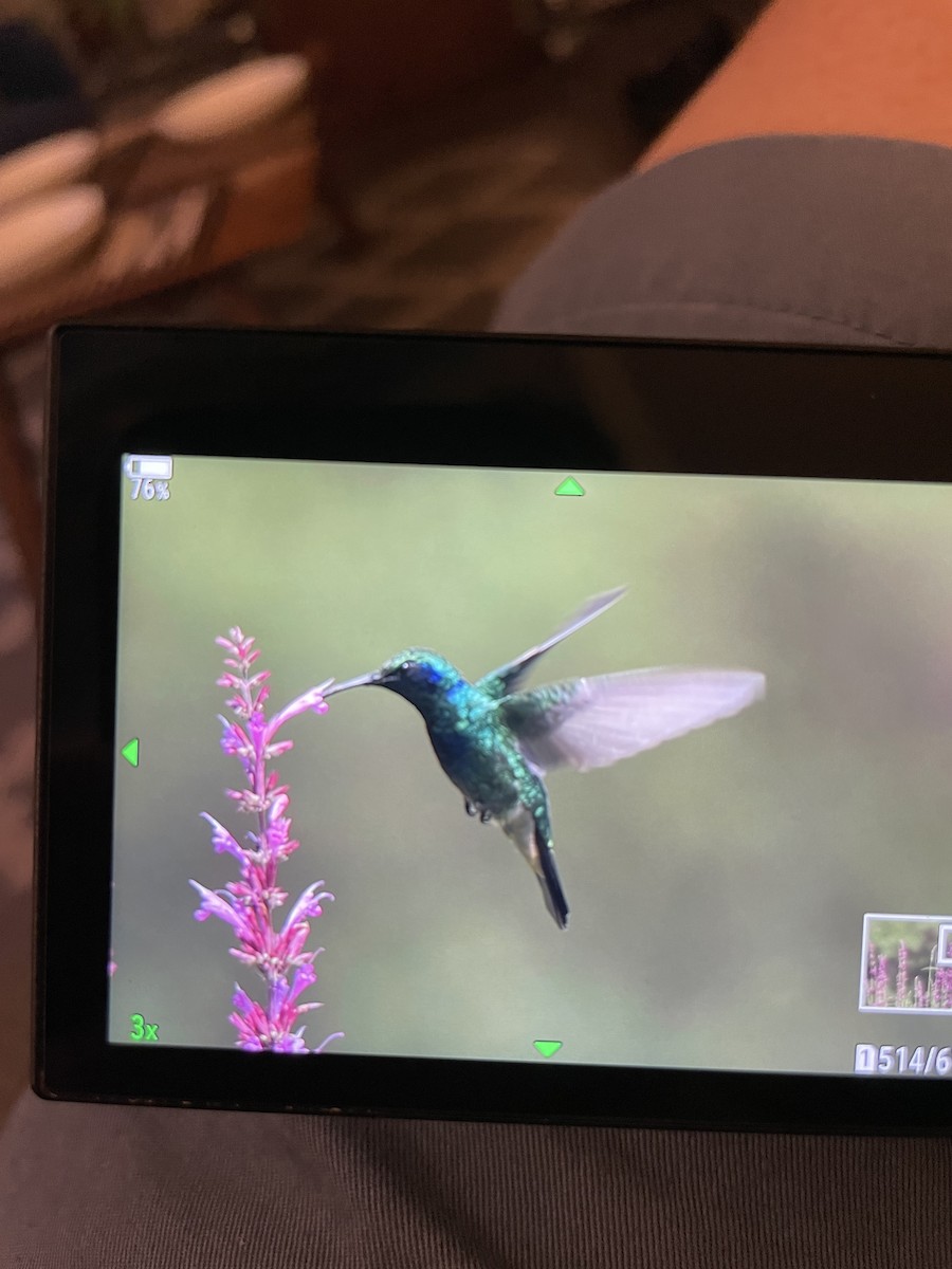 kolibřík zelený - ML620725282