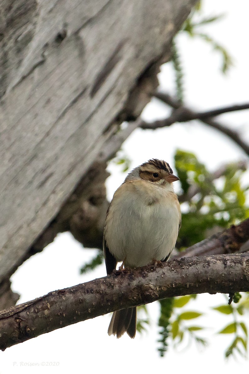 Clay-colored Sparrow - ML620725283