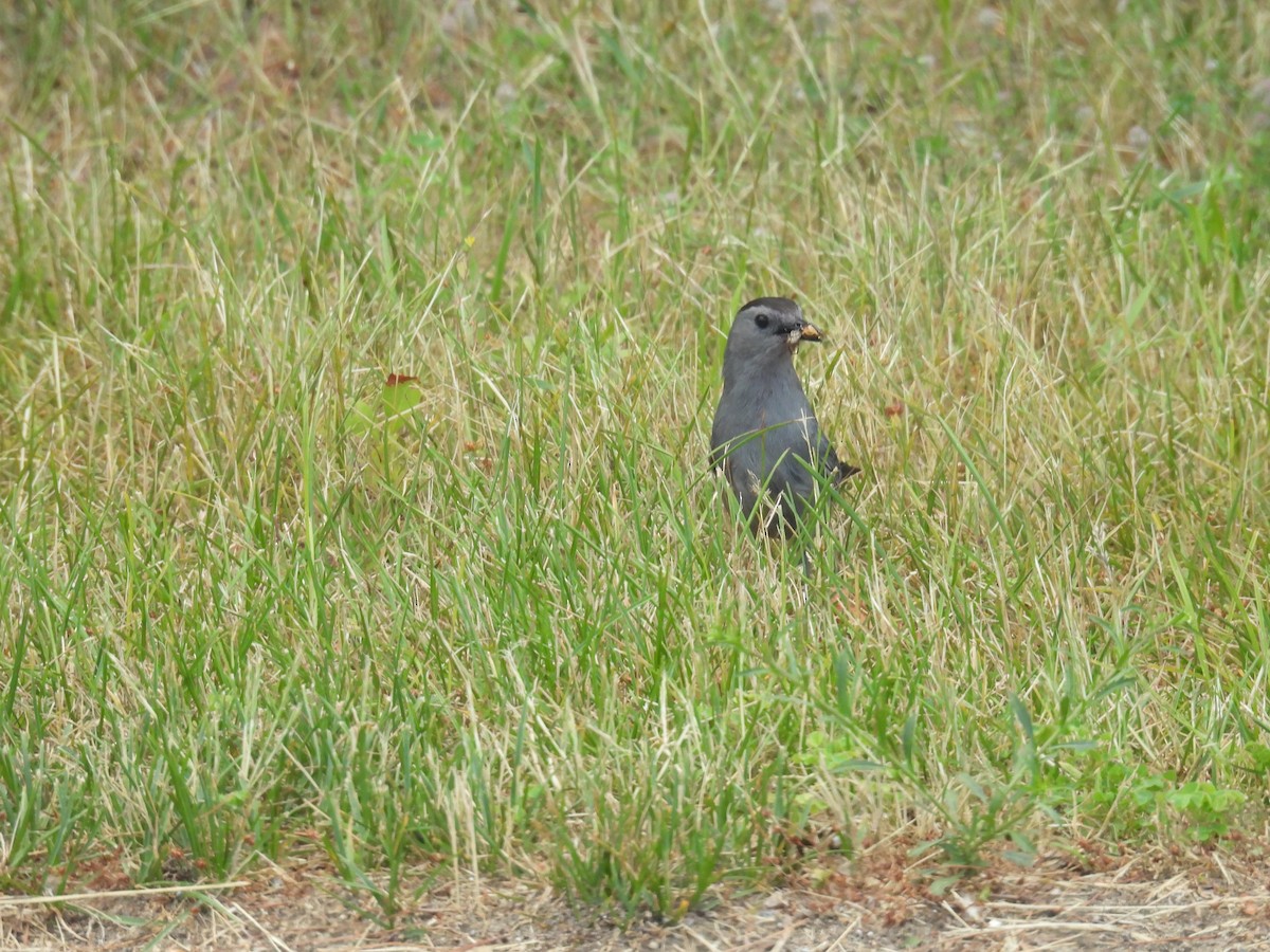 Gray Catbird - ML620725285