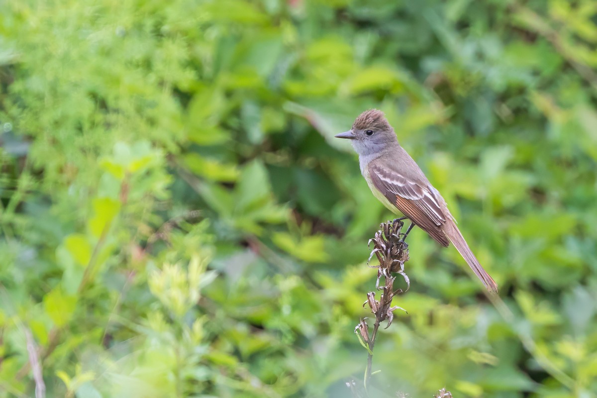 Great Crested Flycatcher - ML620725288