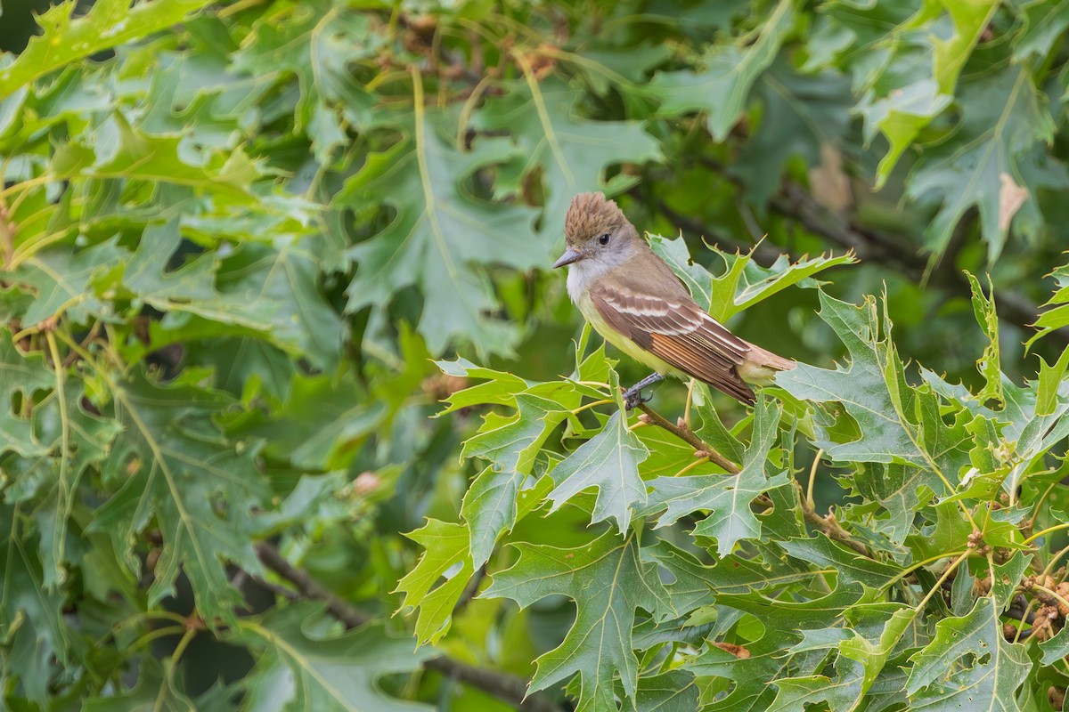 Great Crested Flycatcher - ML620725289