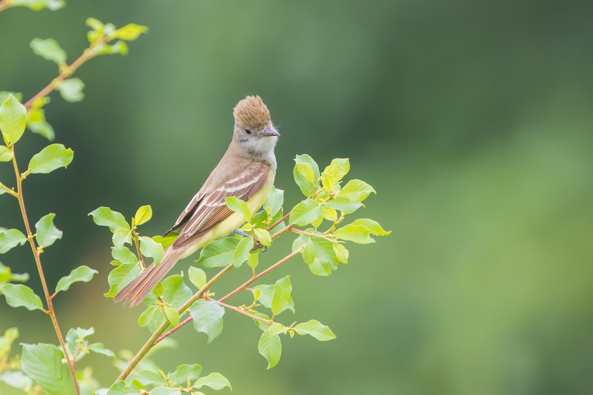 Great Crested Flycatcher - ML620725290