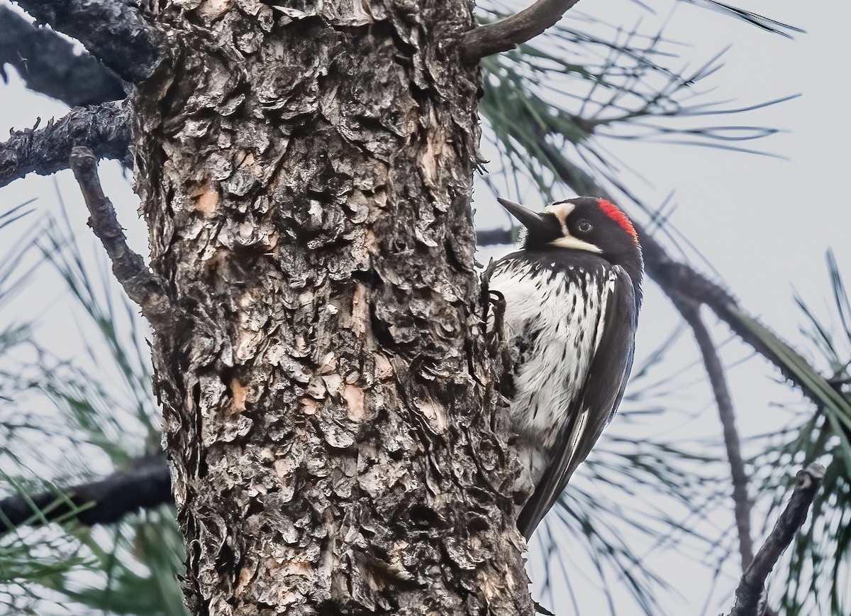 Acorn Woodpecker - ML620725292