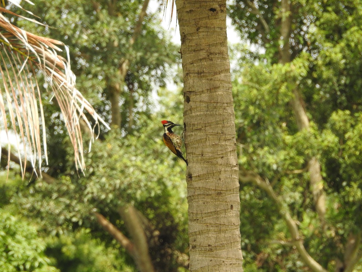 Black-rumped Flameback - ML620725293