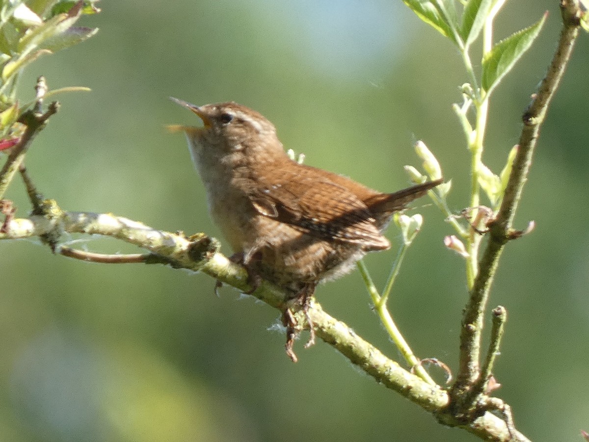 Eurasian Wren - ML620725294