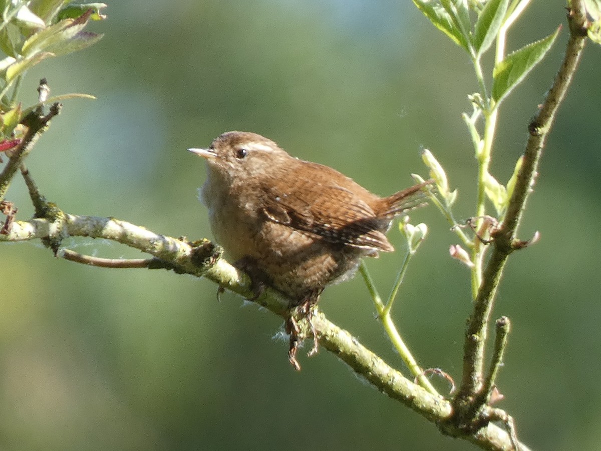 Eurasian Wren - ML620725295