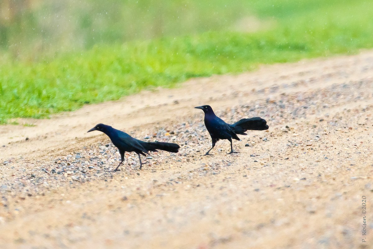 Great-tailed Grackle - ML620725298