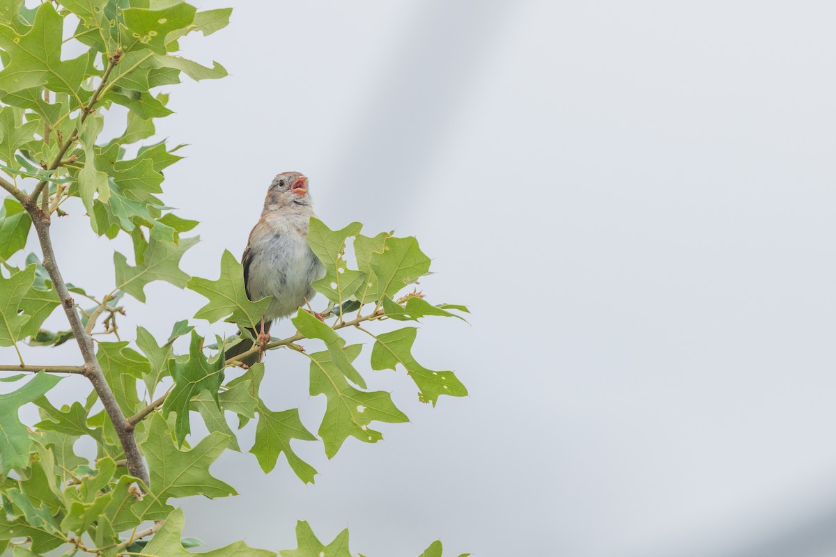 Field Sparrow - ML620725299