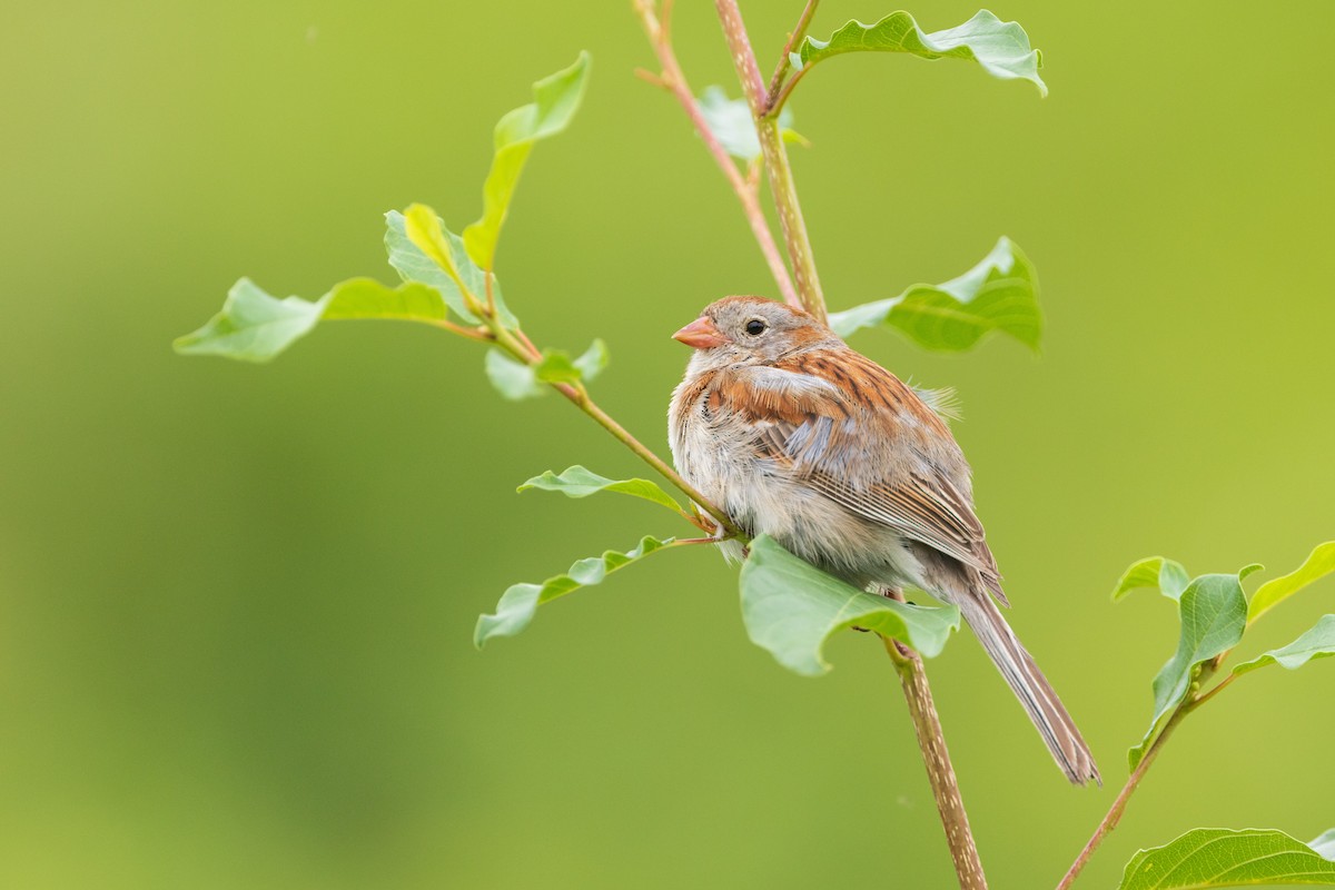 Field Sparrow - ML620725302