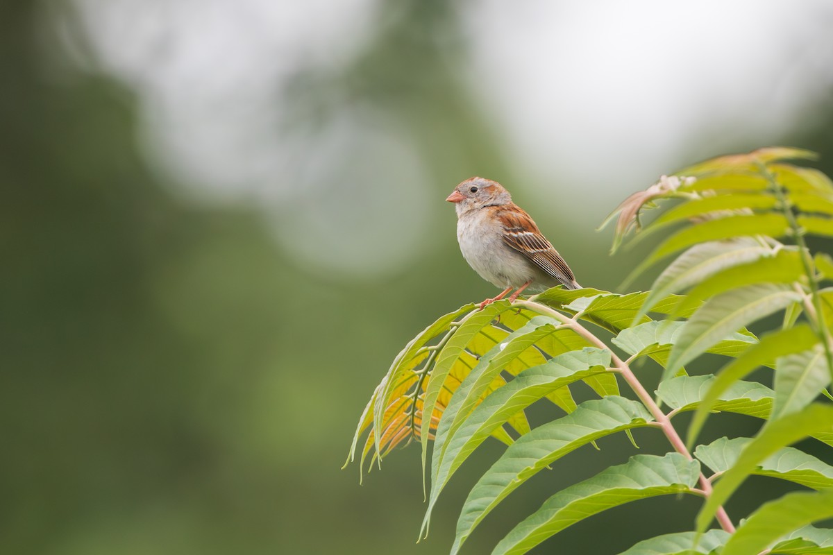 Field Sparrow - ML620725303