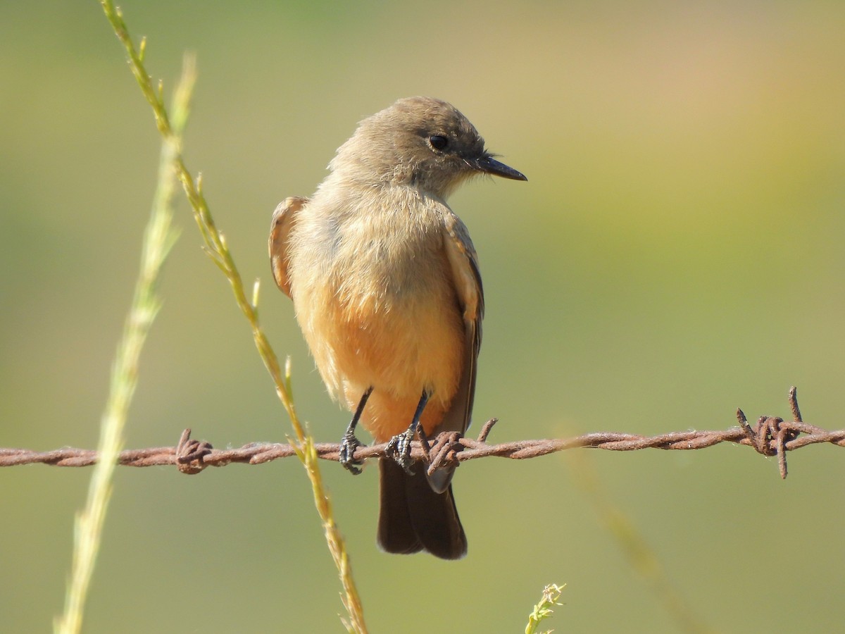 Say's Phoebe - ML620725306