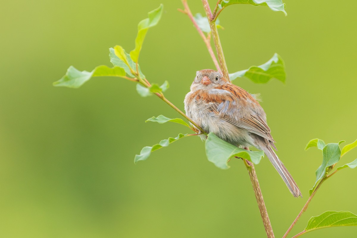 Field Sparrow - ML620725307