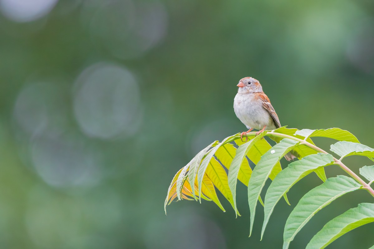 Field Sparrow - ML620725308