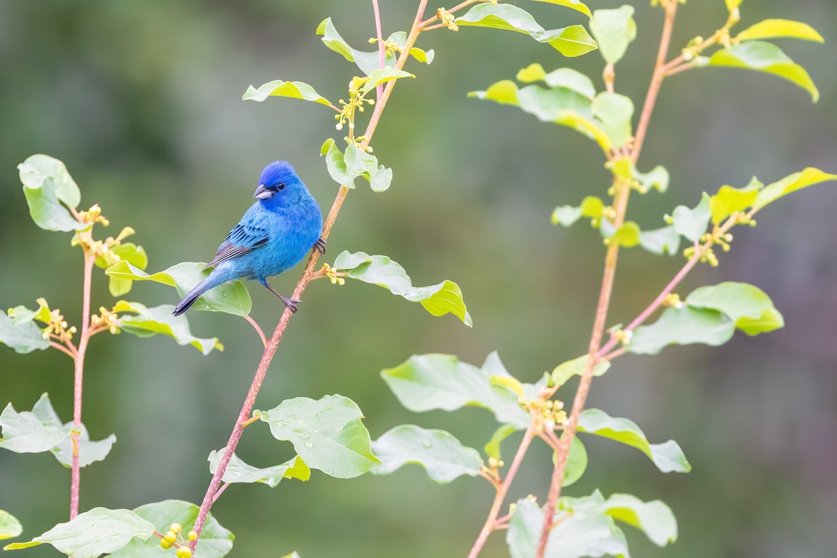 Passerin indigo - ML620725312