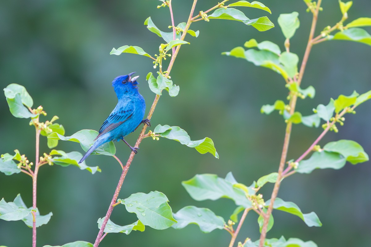 Passerin indigo - ML620725313