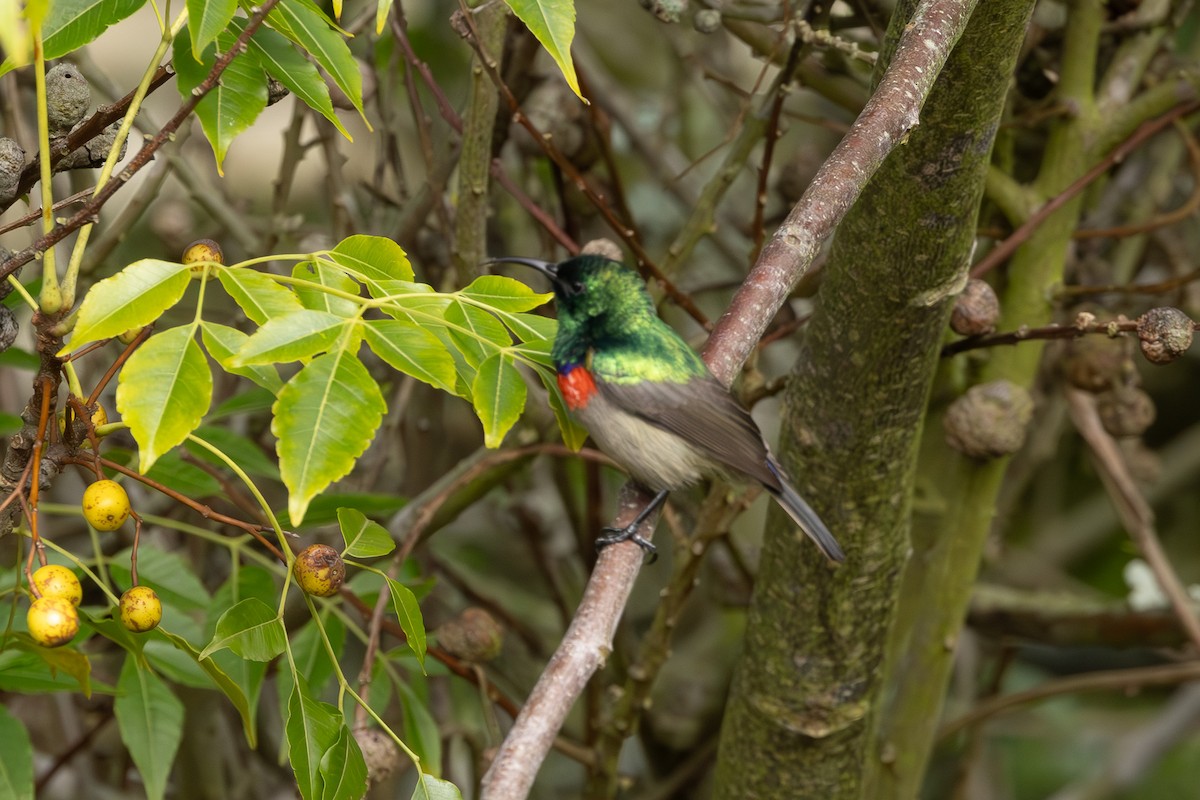 Southern Double-collared Sunbird - ML620725315