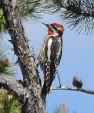 Red-naped Sapsucker - ML620725317