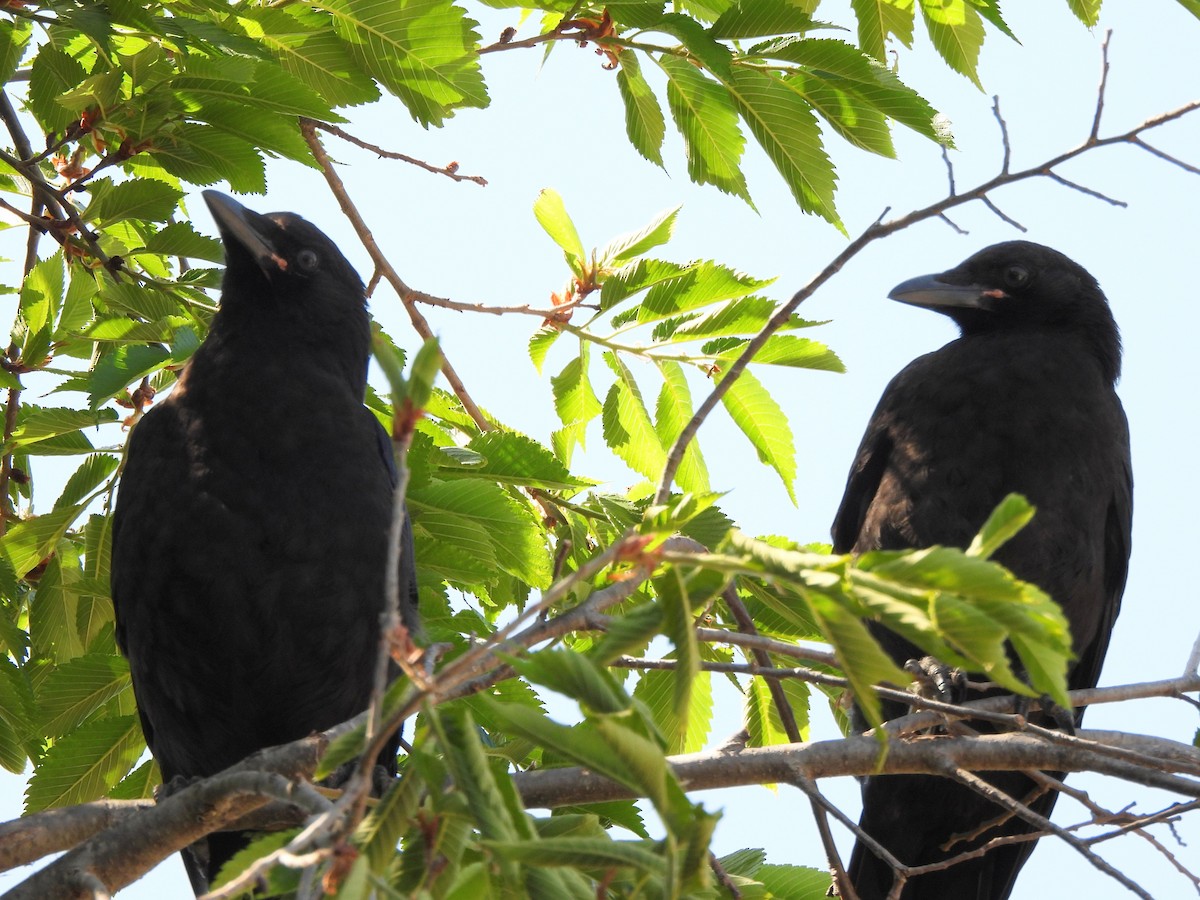 American Crow - ML620725322