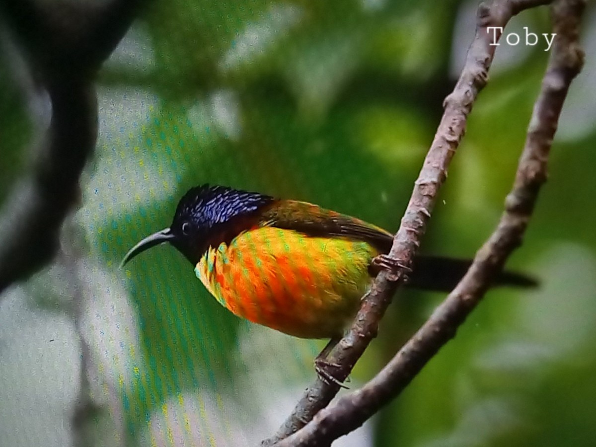 Green-tailed Sunbird - ML620725326