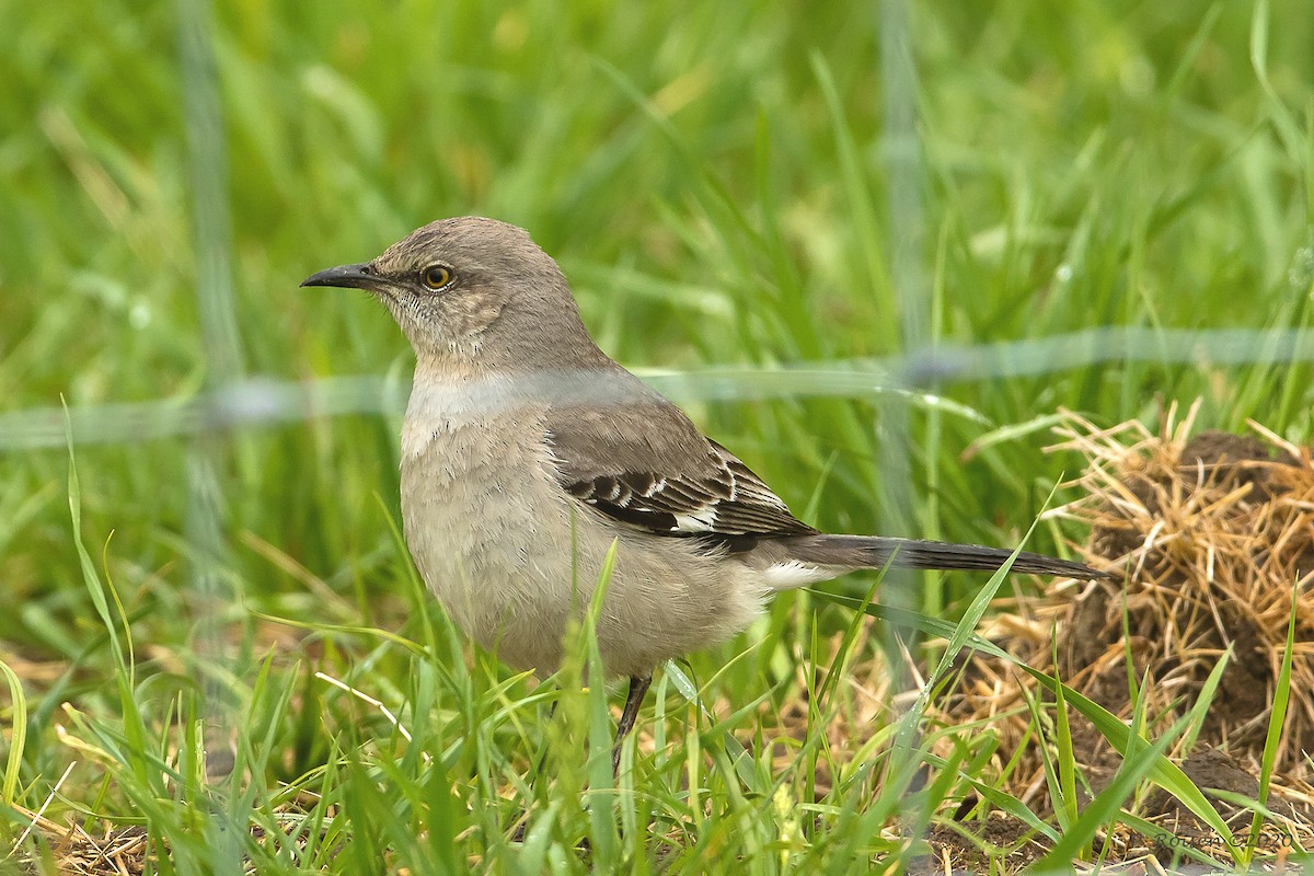 Northern Mockingbird - ML620725331