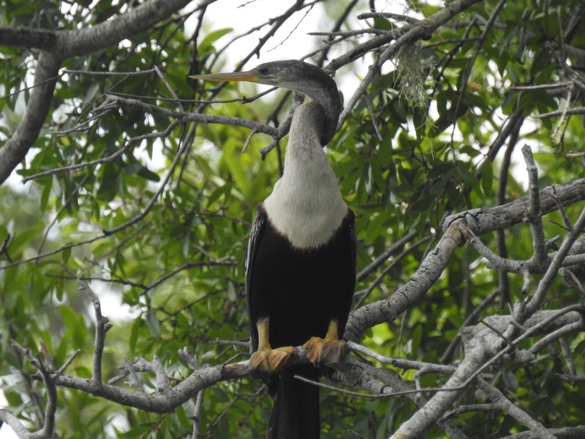 Amerika-Schlangenhalsvogel - ML620725348