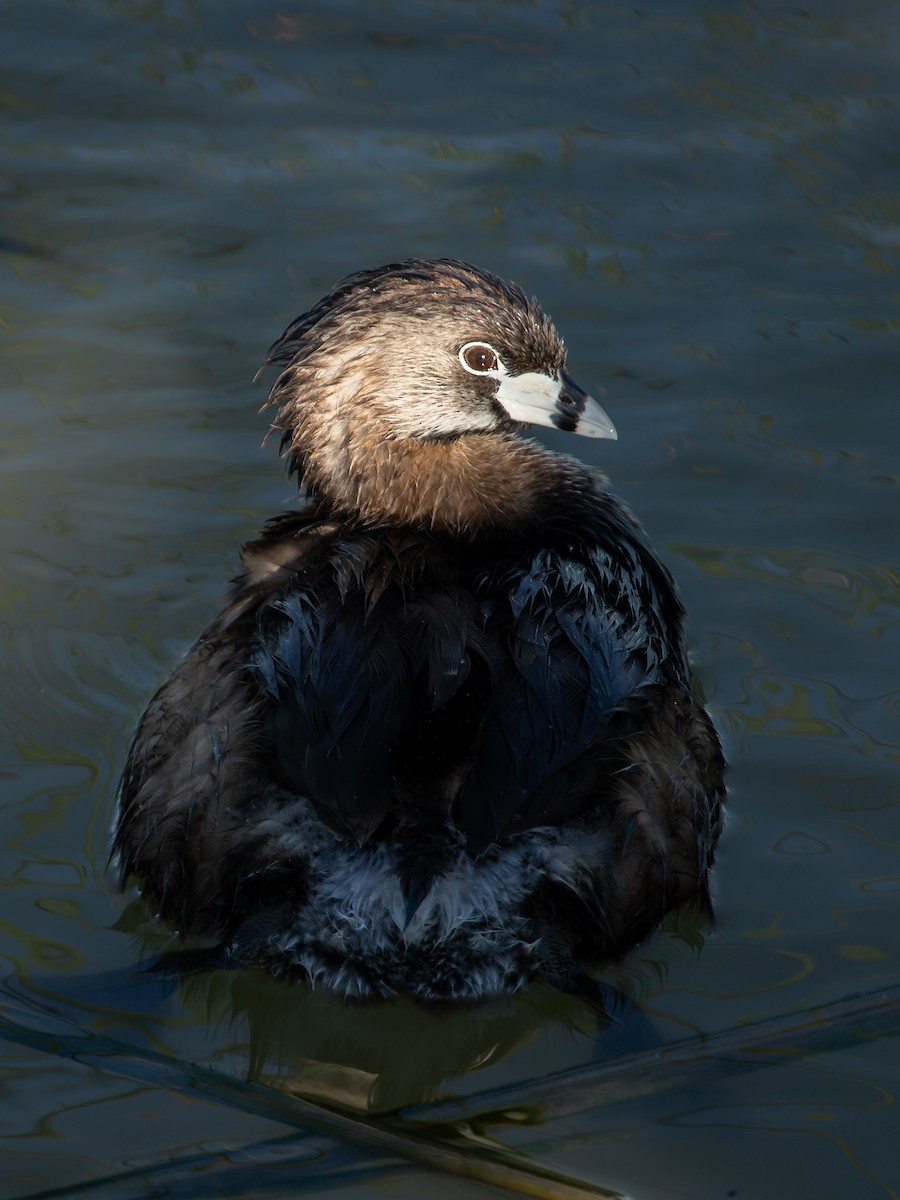 Pied-billed Grebe - ML620725349