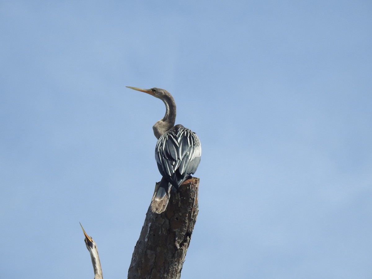 Amerika-Schlangenhalsvogel - ML620725351