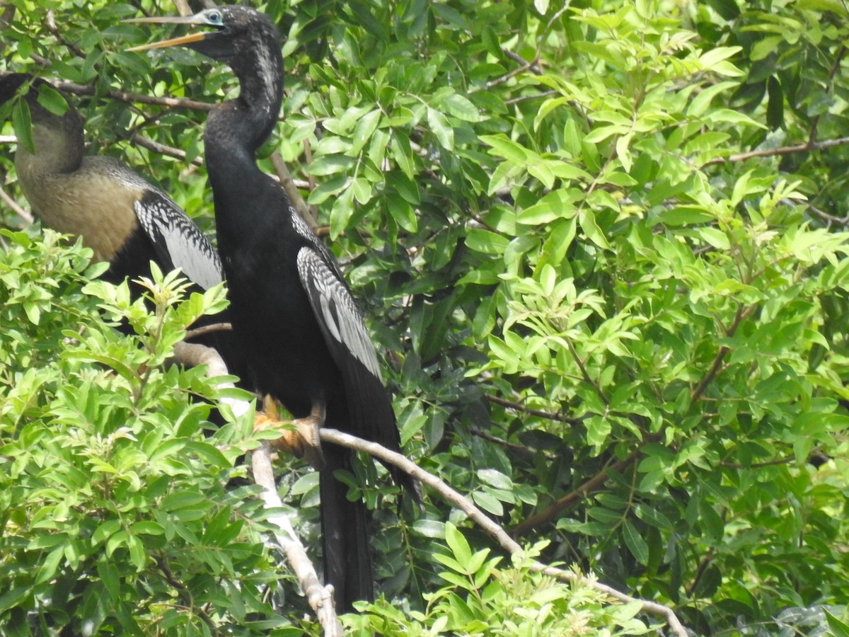 Amerika-Schlangenhalsvogel - ML620725352