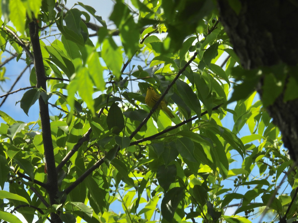 Yellow Warbler - Anonymous