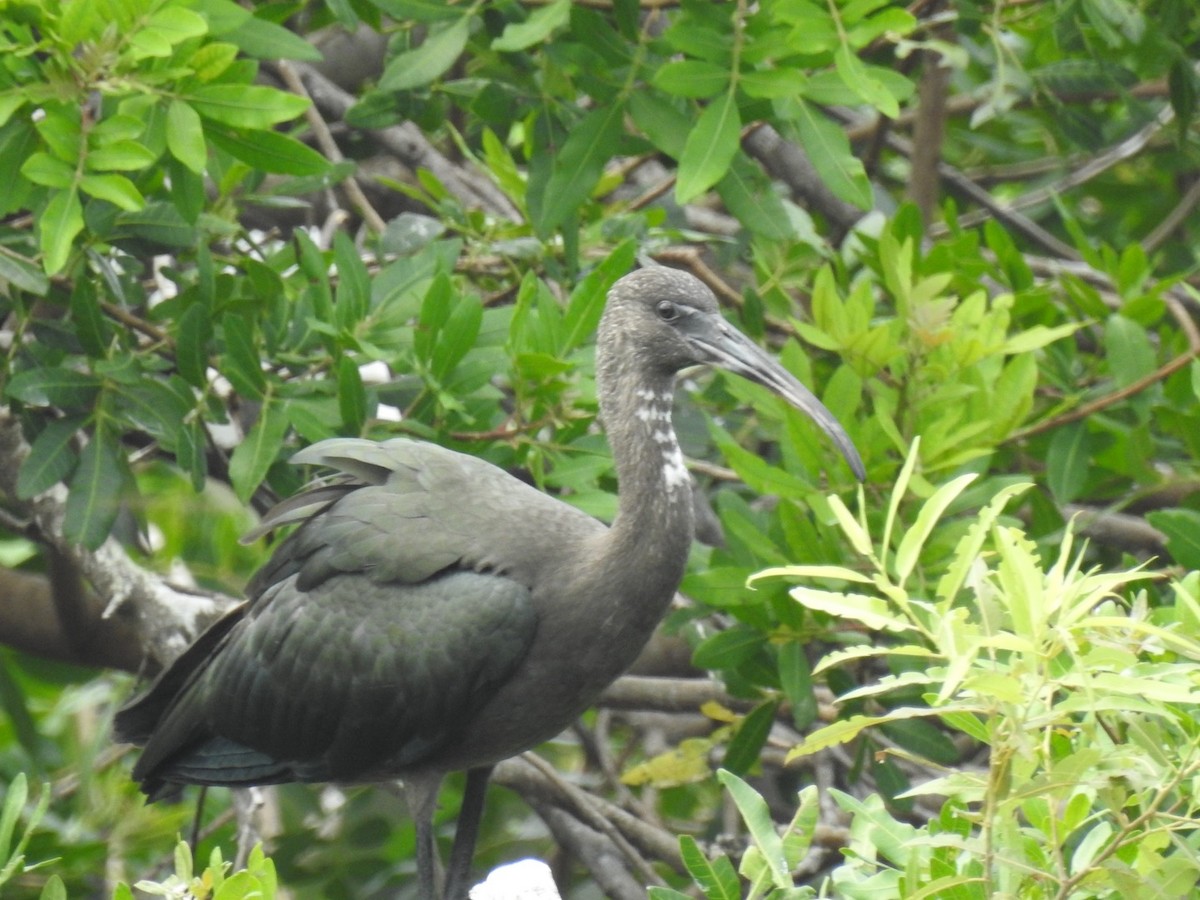 Glossy Ibis - ML620725357